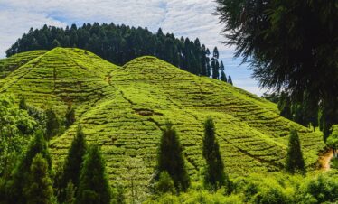 Gangtok-Darjeeling 9 Nights